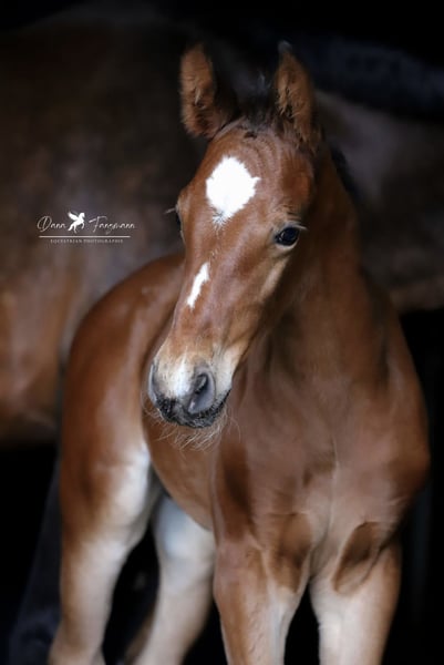 Westfale, Hengst in Damme