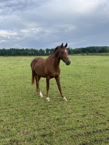 Westfale, Hengst in Rosendahl