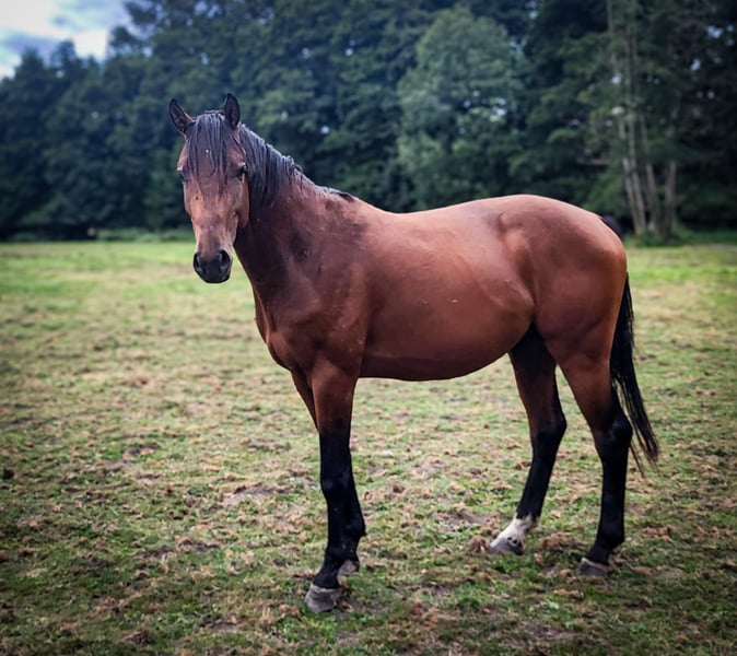 Westfale, Hengst in Gescher