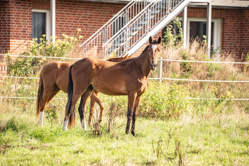 Westfale, Hengst in Glandorf