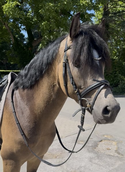 Westfale, Hengst in Ratingen
