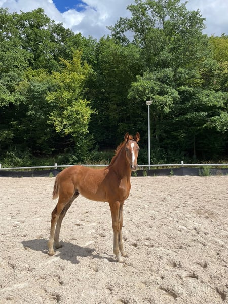 Westfale, Hengst in Ramsen