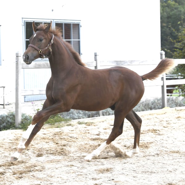 Westfale, Hengst in München