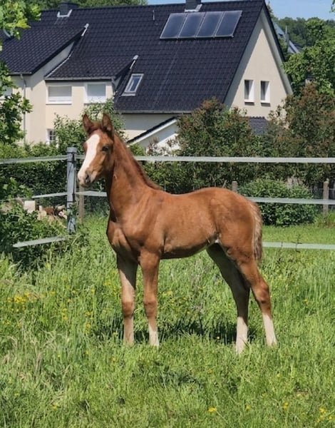 Westfale, Hengst in Borchen