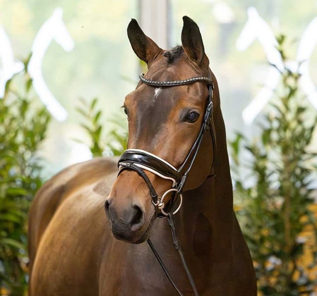 Westfale, Stute in Loxstedt