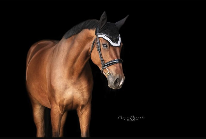 Westfale, Stute in Kümmersbruck