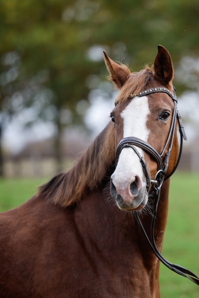 Westfale, Stute in Kleinenberg