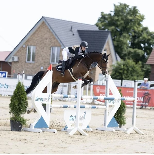 Westfale, Stute in Drensteinfurt