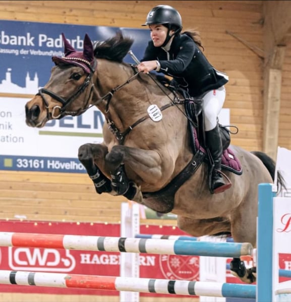 Westfale, Stute in Verl