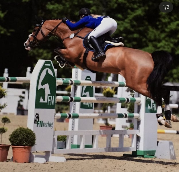 Westfale, Stute in Lindlar