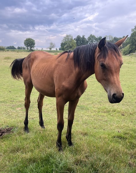 Westfale, Stute in Rosendahl