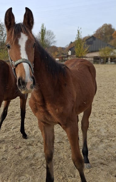 Westfale, Stute in Dornburg