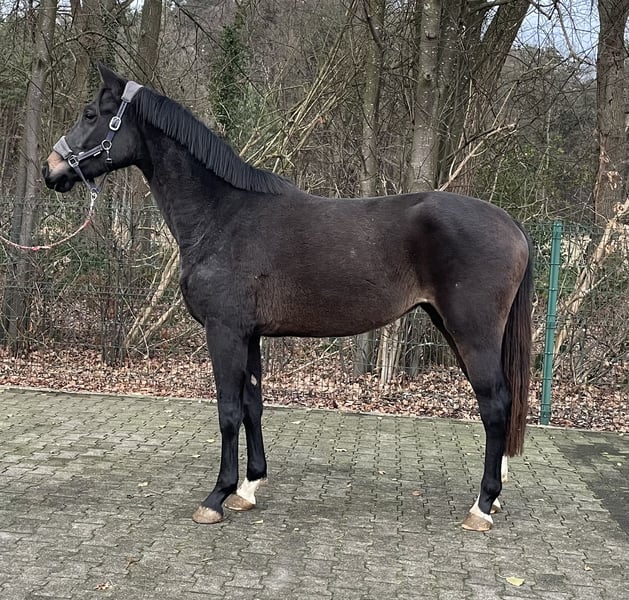 Westfale, Stute in Verl