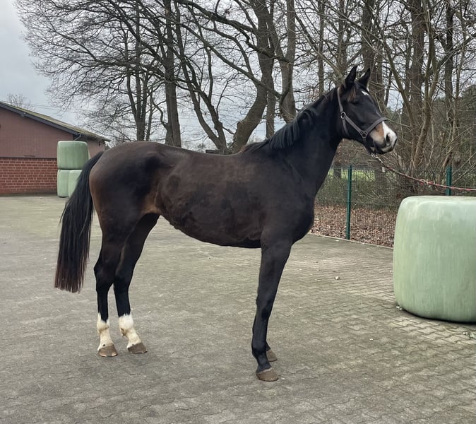 Westfale, Stute in Verl