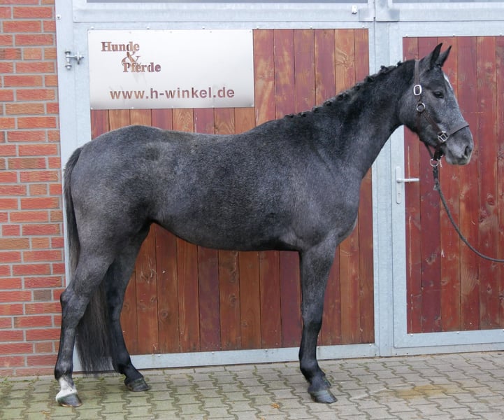 Westfale, Stute in Dorsten