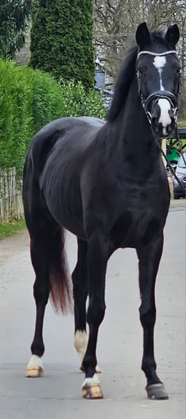 Westfale, Stute in Ruppichteroth