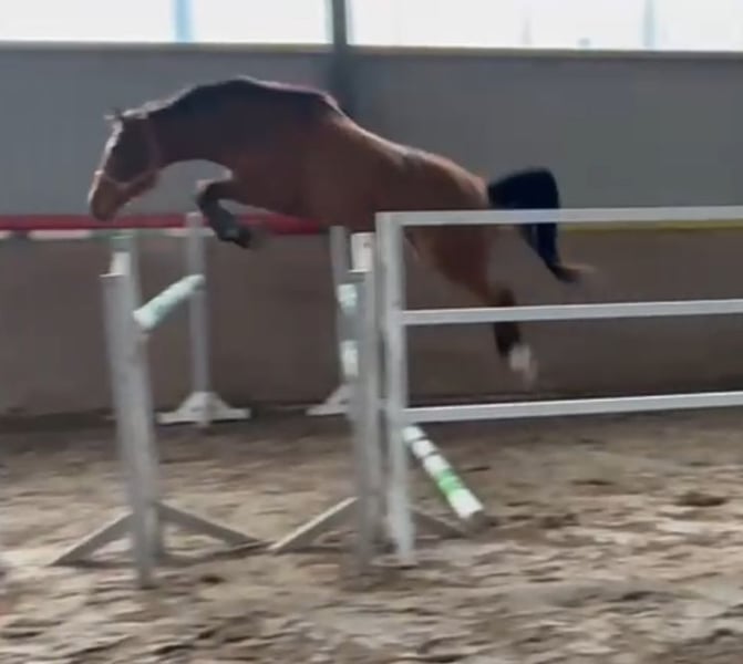 Westfale, Stute in Lindlar