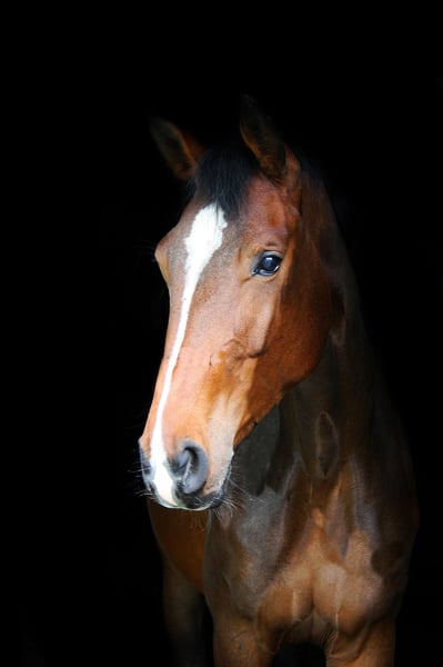 Westfale, Stute in Wesel