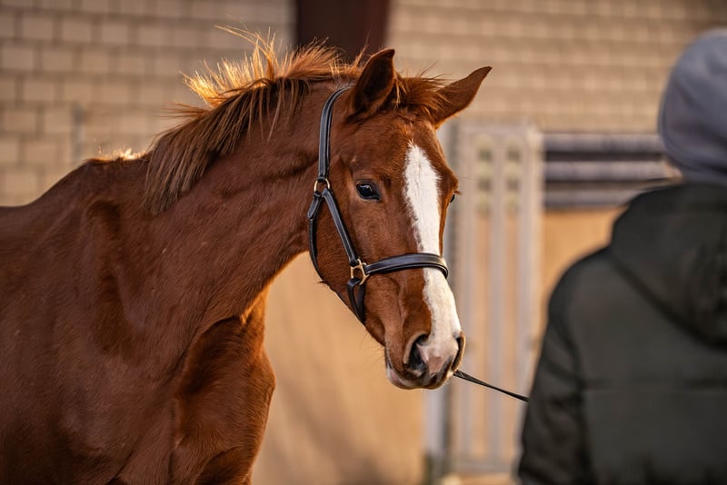 Westfale, Stute in Glandorf