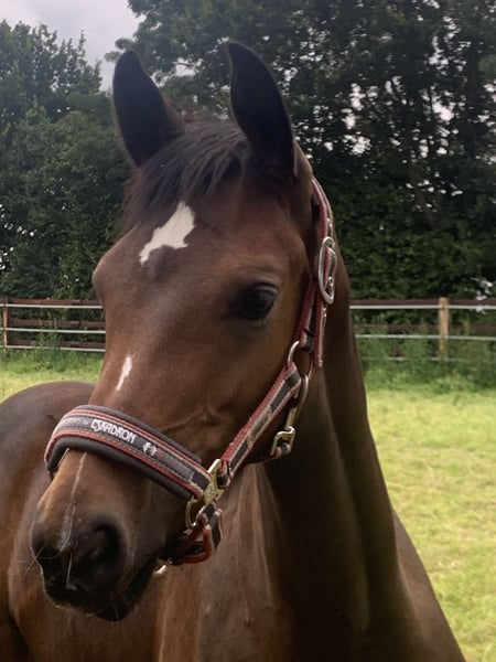 Westfale, Stute in Grefrath