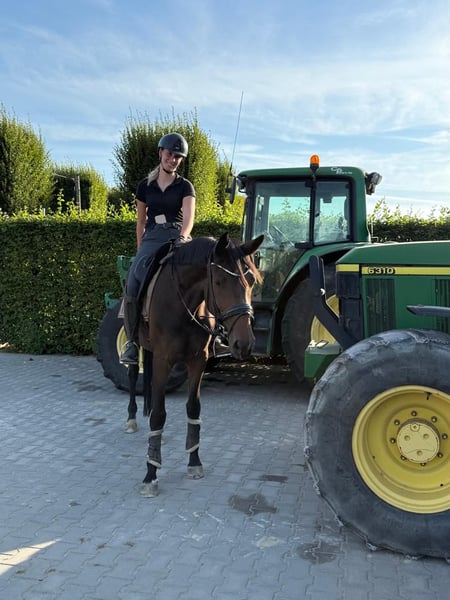 Westfale, Stute in Grefrath