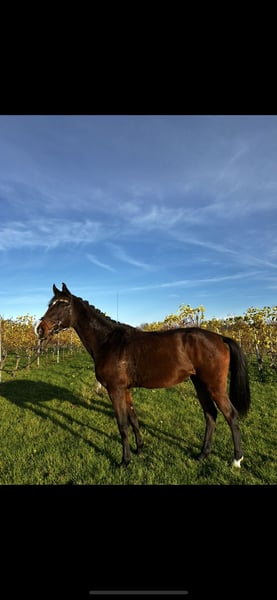 Westfale, Stute in Abstatt