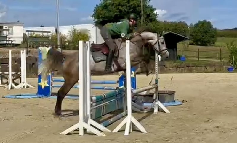 Westfale, Stute in Lindlar