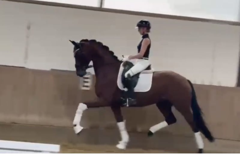 Westfale, Stute in Bielefeld