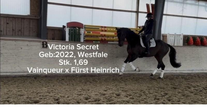 Westfale, Stute in Rosenheim