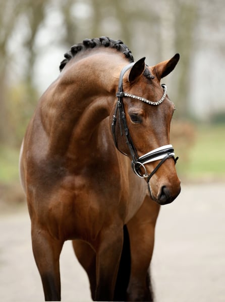 Westfale, Stute in Greven