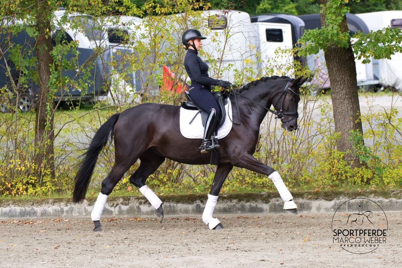 Westfale, Stute in Wallenhorst
