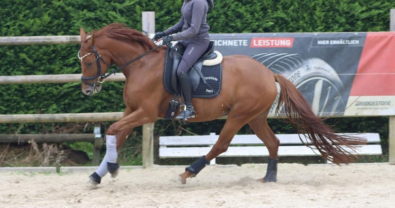 Westfale, Stute in Nottuln