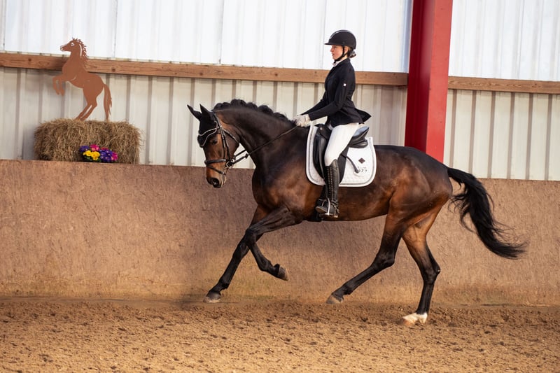 Westfale, Stute in Erlensee