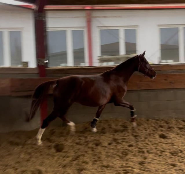Westfale, Stute in Karlsfeld