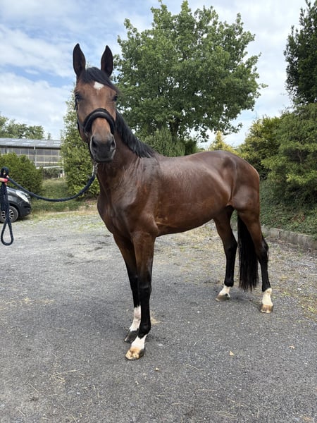 Westfale, Stute in Iserlohn