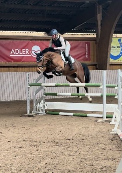 Westfale, Stute in Schenklengsfeld