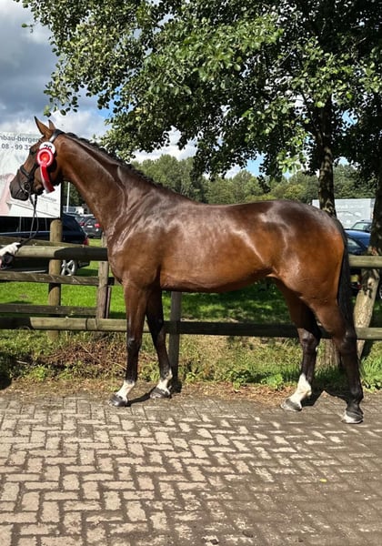 Westfale, Stute in Rosendahl