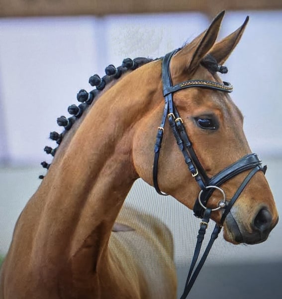 Westfale, Stute in Dornburg