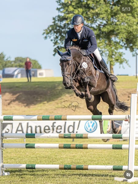 Westfale, Stute in Pokrent