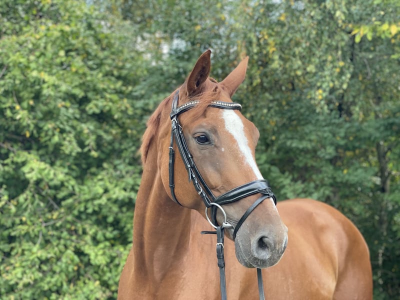 Westfale, Stute in Overath