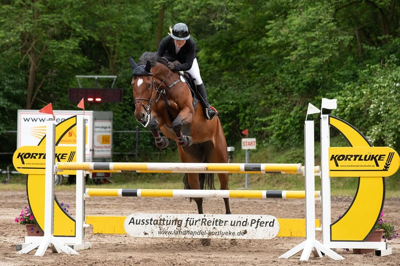 Westfale, Stute in Horstmar