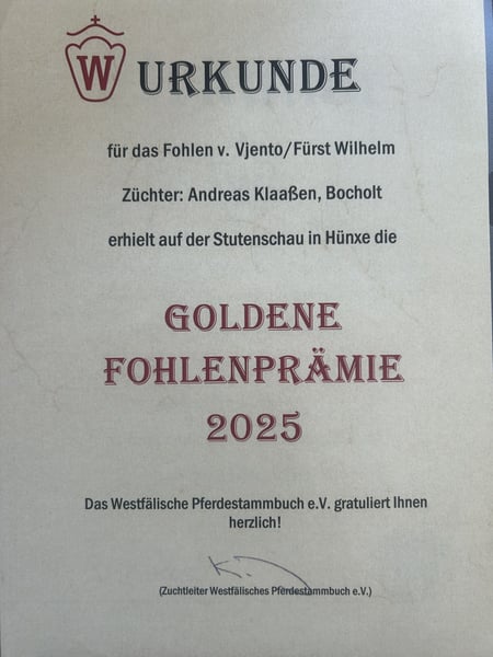 Westfale, Stute in Bocholt