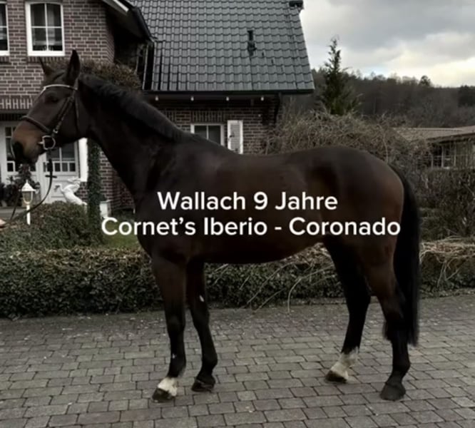 Westfale, Wallach in Wächtersbach