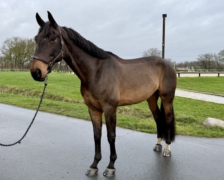 Westfale, Wallach in Altenberge