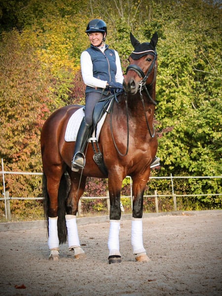 Westfale, Wallach in Brunn