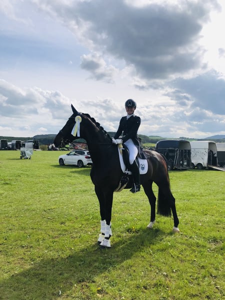 Westfale, Wallach in Paderborn