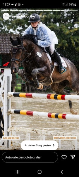 Westfale, Wallach in Borken