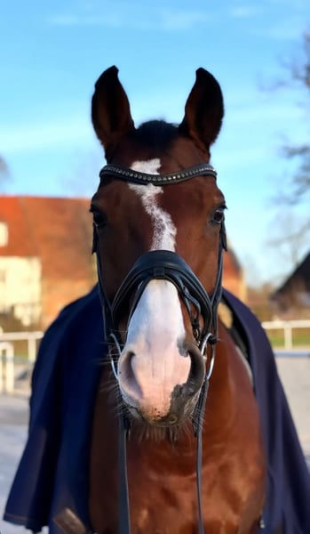 Westfale, Wallach in Ennigerloh