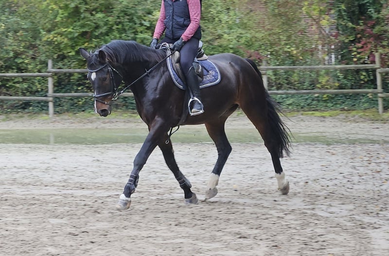 Westfale, Wallach in Wachtendonk