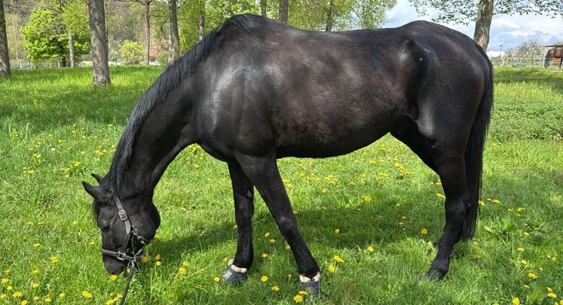 Westfale Wallach 20 Jahre 170 cm Rappe in Bad Kissingen